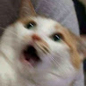 Meet your Posher, Daniella